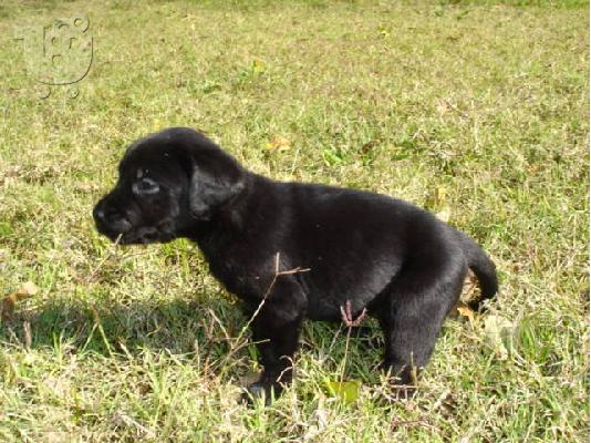 PoulaTo: LABRADOR